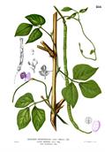 لوبیا ماری
